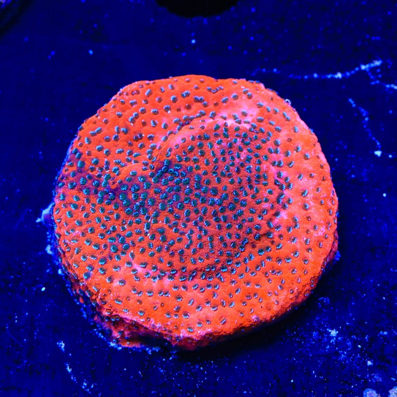 Mystic Sunset Montipora Coral