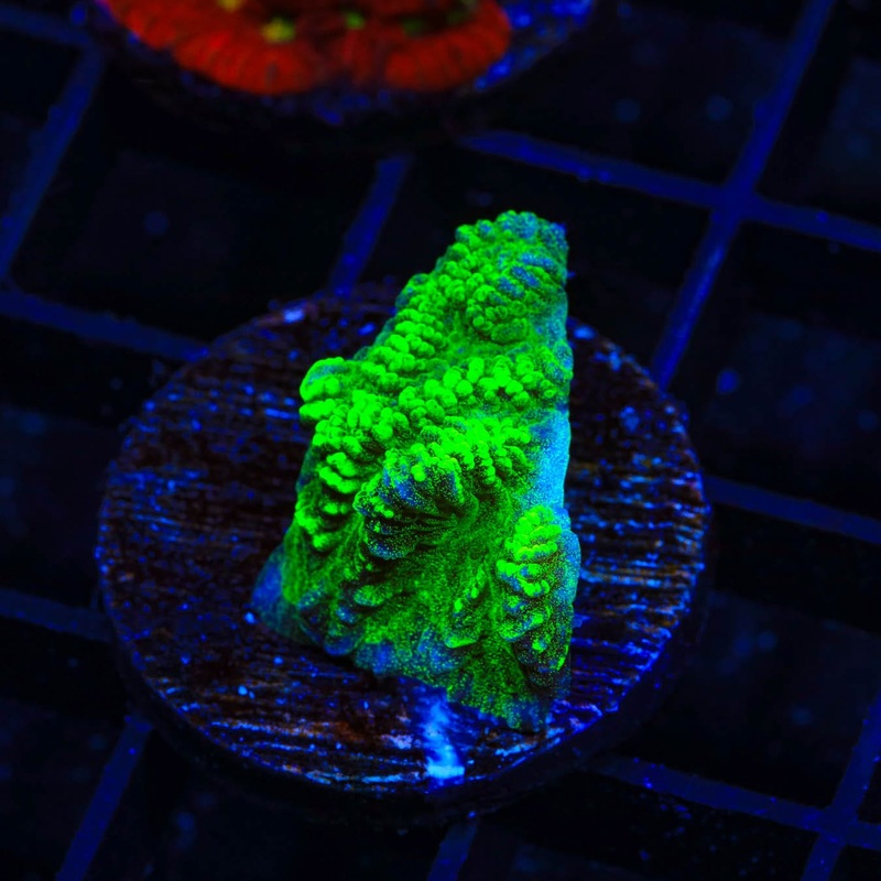 Neon Green Merulina Coral
