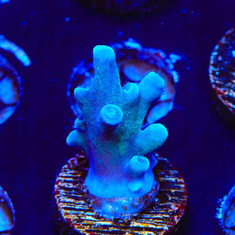 Oregon Blue Tort Acropora Coral