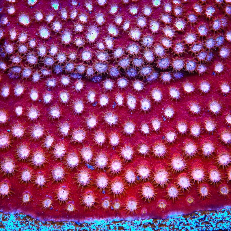 Peppermint Cyphastrea Coral
