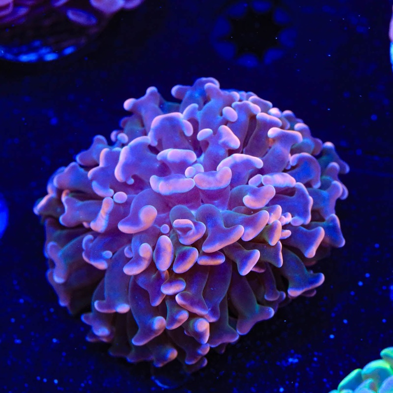 Pink Hammer Coral