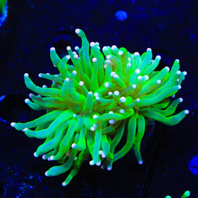 Pink Tip Torch Coral