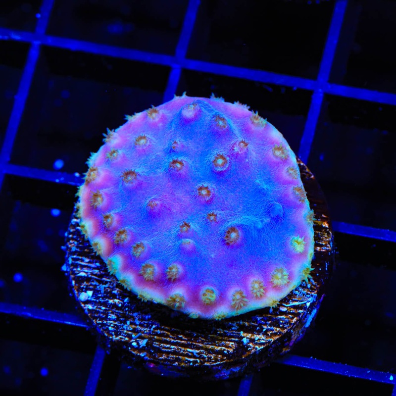 Purple Scroll Coral
