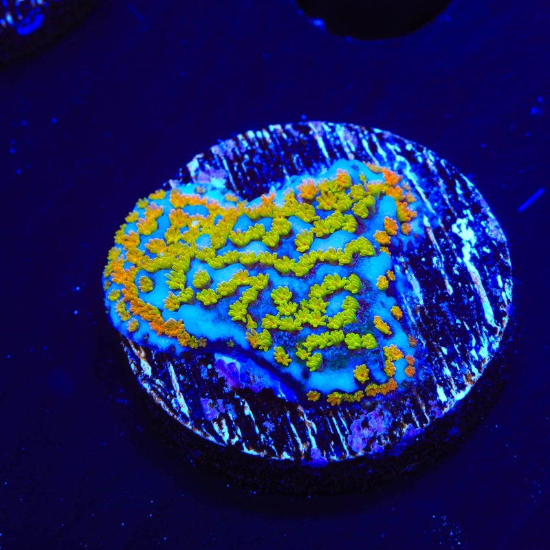 Rainbow Montipora Coral