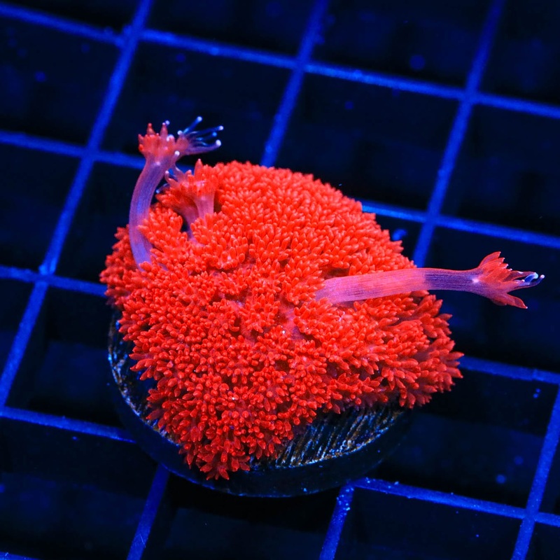 Red Hot Goniopora Coral
