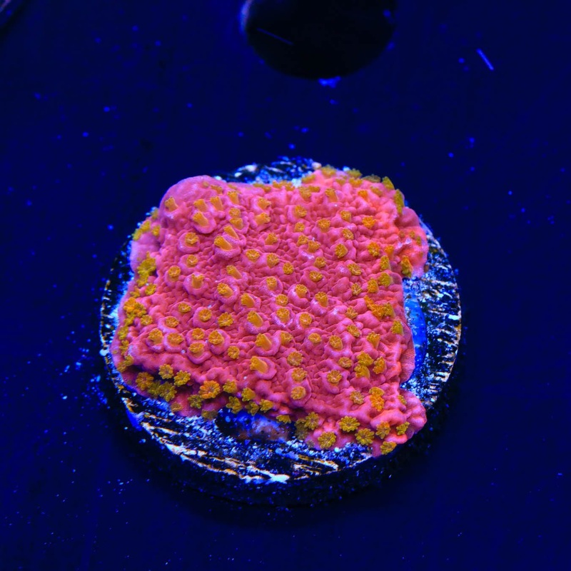 Reeftech Starburst Montipora Cap Coral