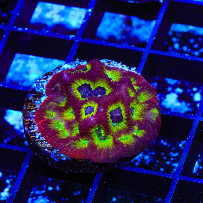 RR Spicy Lemon Favia Coral