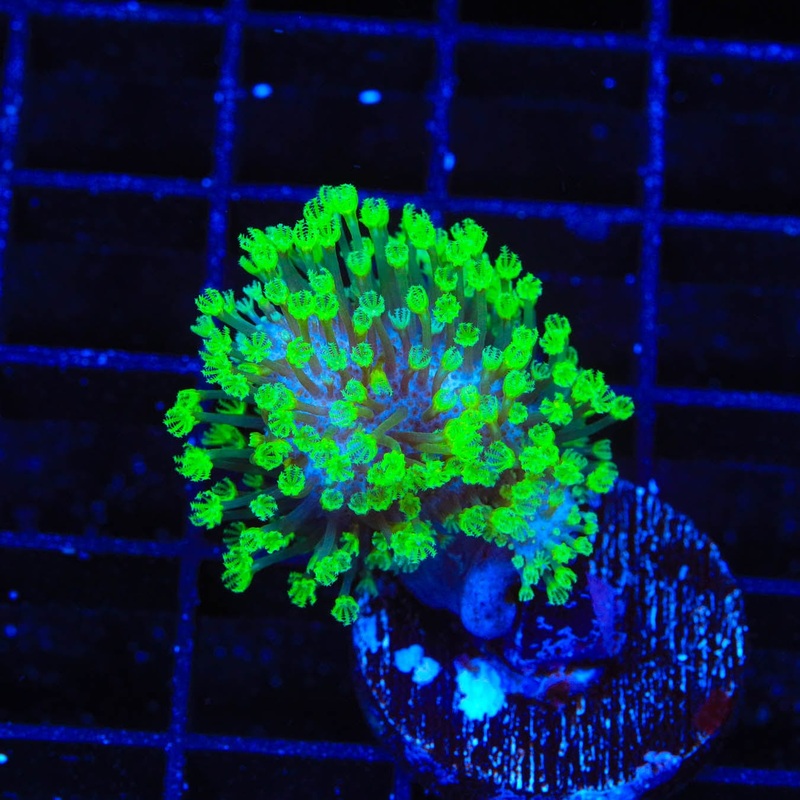 Short Tentacle Toadstool Coral