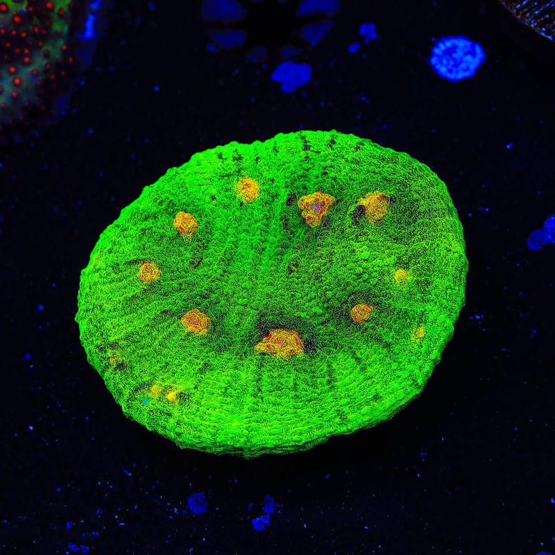 Space Invader Chalice Coral