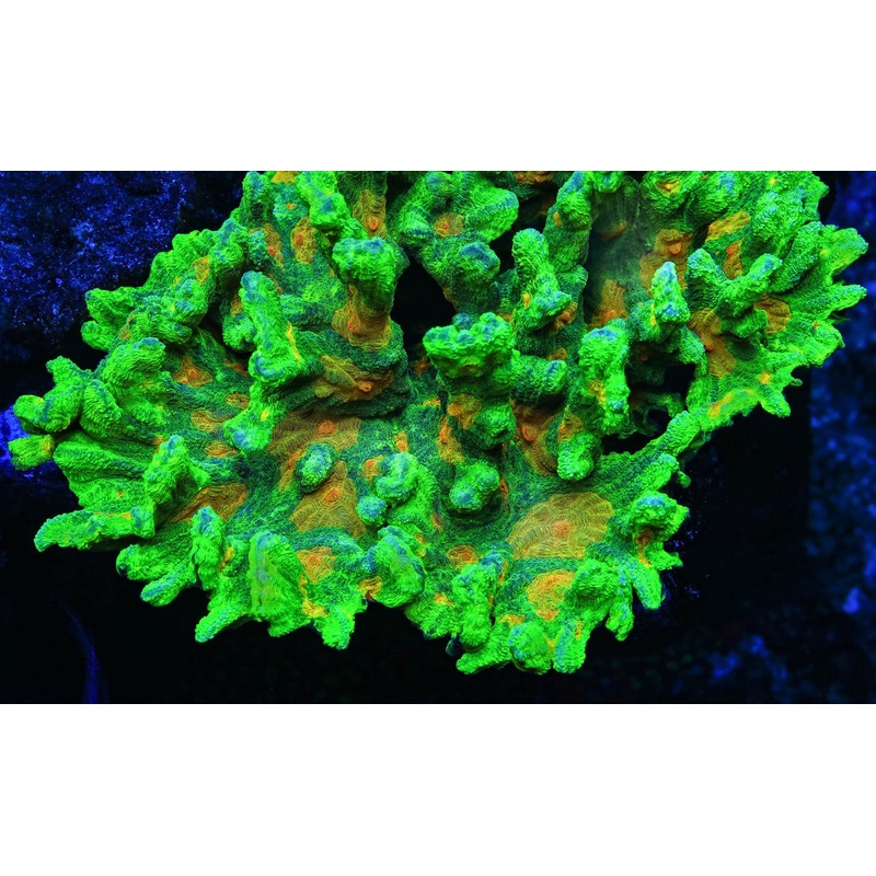 Space Invader Pectinia Coral