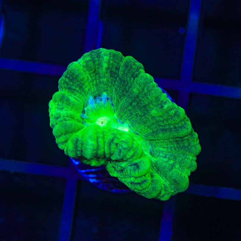Spearmint Candy Cane Coral