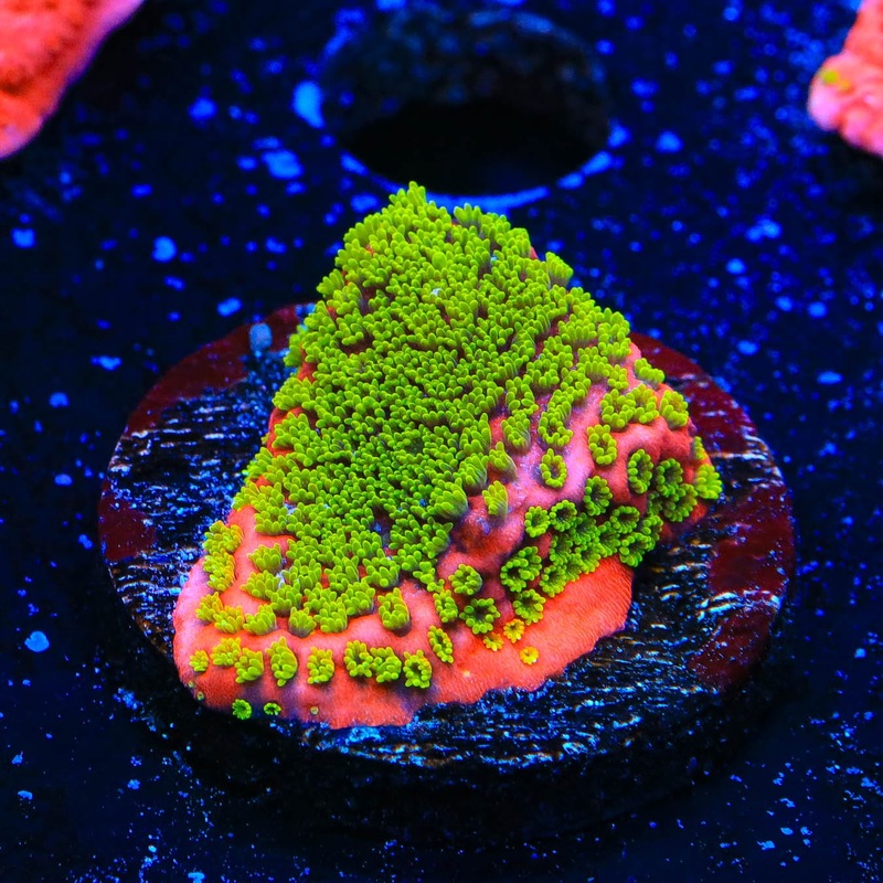 Sunset Montipora Coral