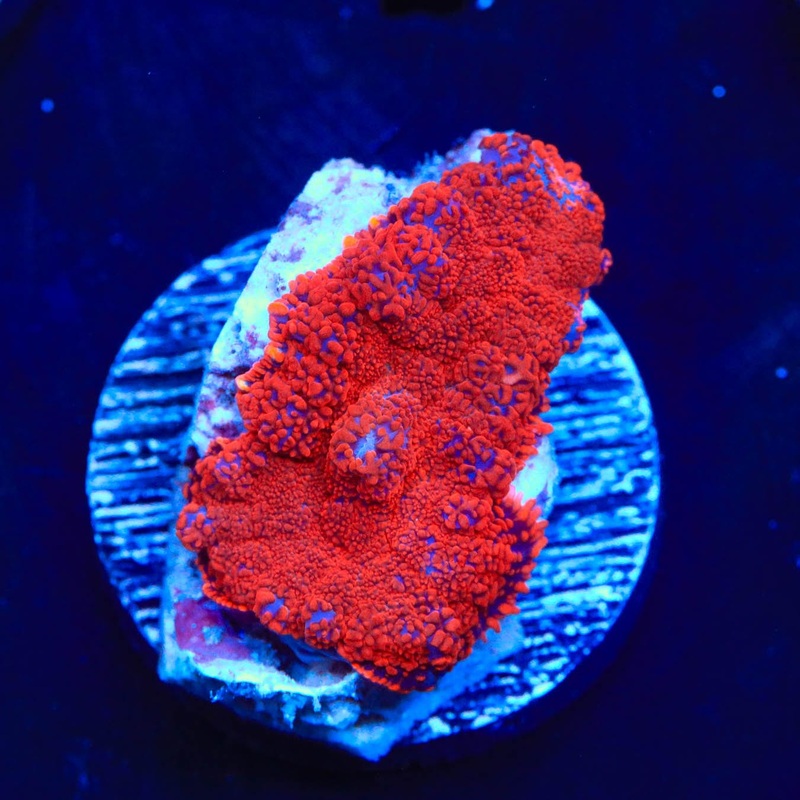 Superman Rhodactis Mushroom Coral