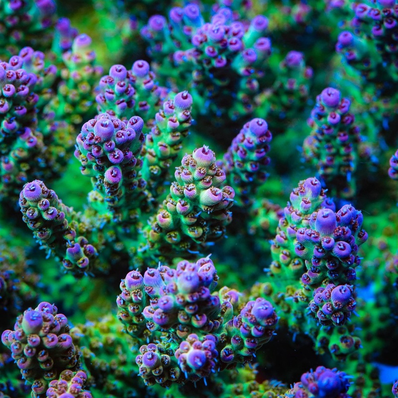 TSA Birthday Cake Goniopora Coral