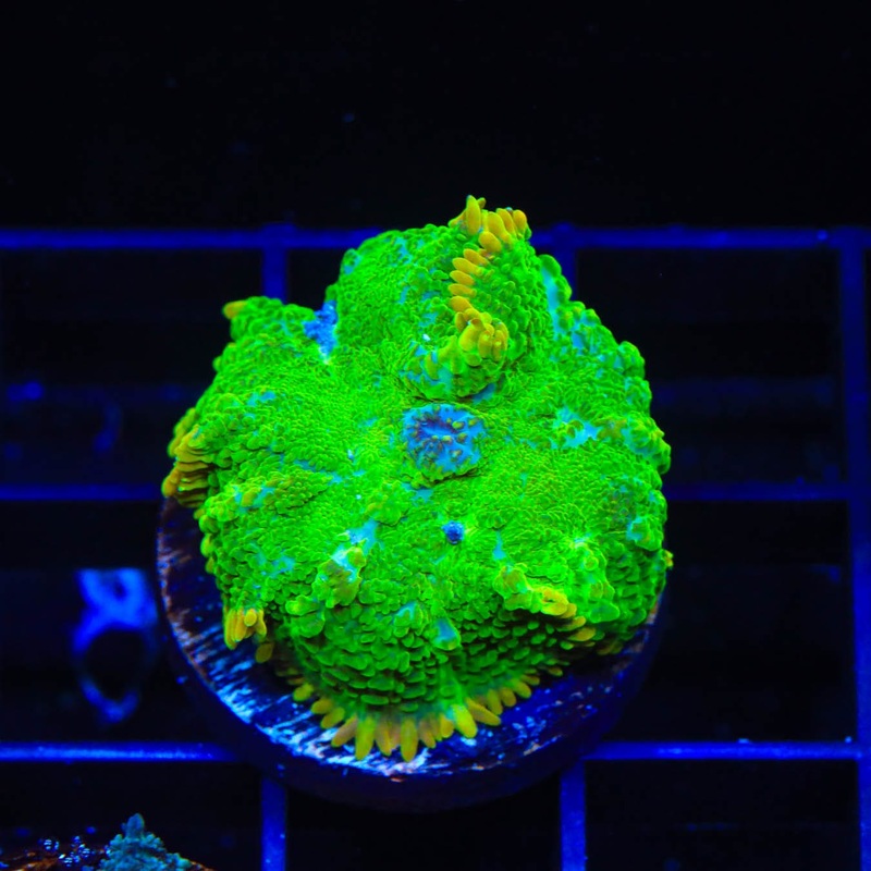 TSA Blastwave Rhodactis Mushroom Coral