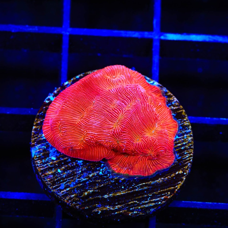 TSA Blood Simple Leptoseris Coral