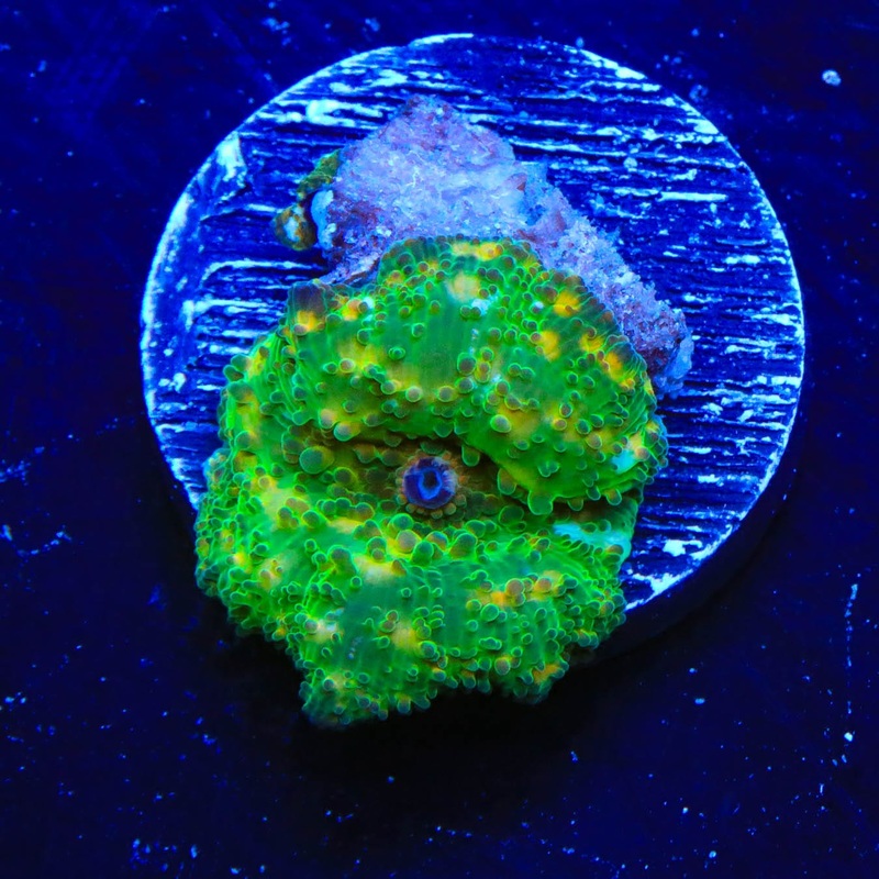 TSA Camo Mushroom Coral