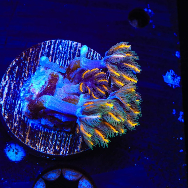 TSA Candy Corn Clove Polyp Coral