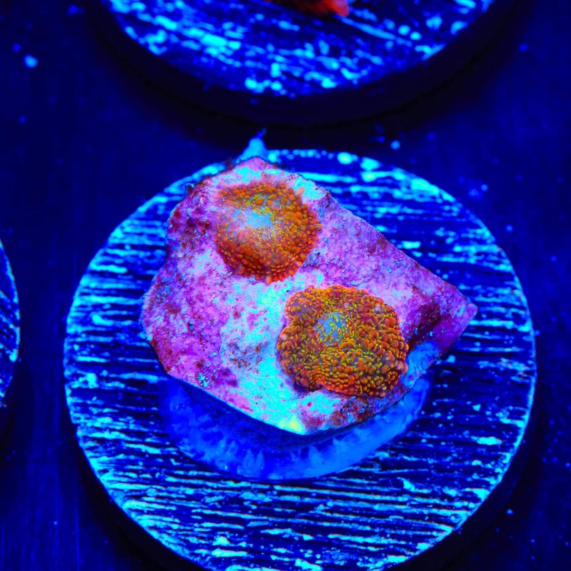 TSA Captain Jack Rhodactis Mushroom Coral
