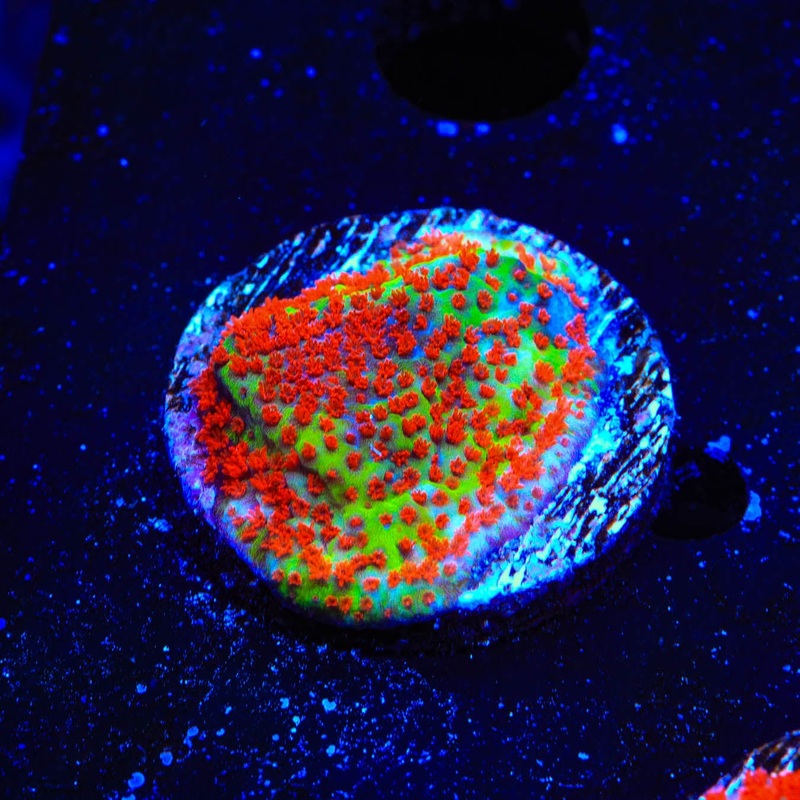 TSA Chilli Pepper Montipora Coral