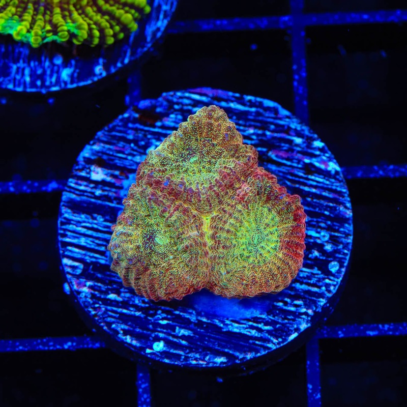 TSA Cinnamon Apple Favia Coral