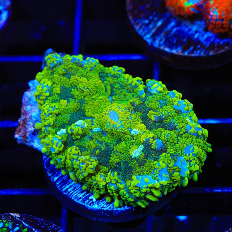 TSA Clover Leaf Rhodactis Mushroom Coral
