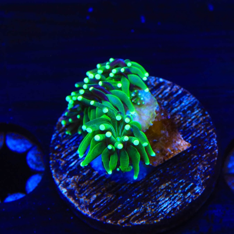 TSA Evergreen Galaxea Coral