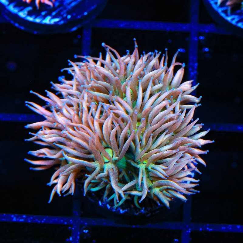 TSA Fruit Rollup Goniopora Coral