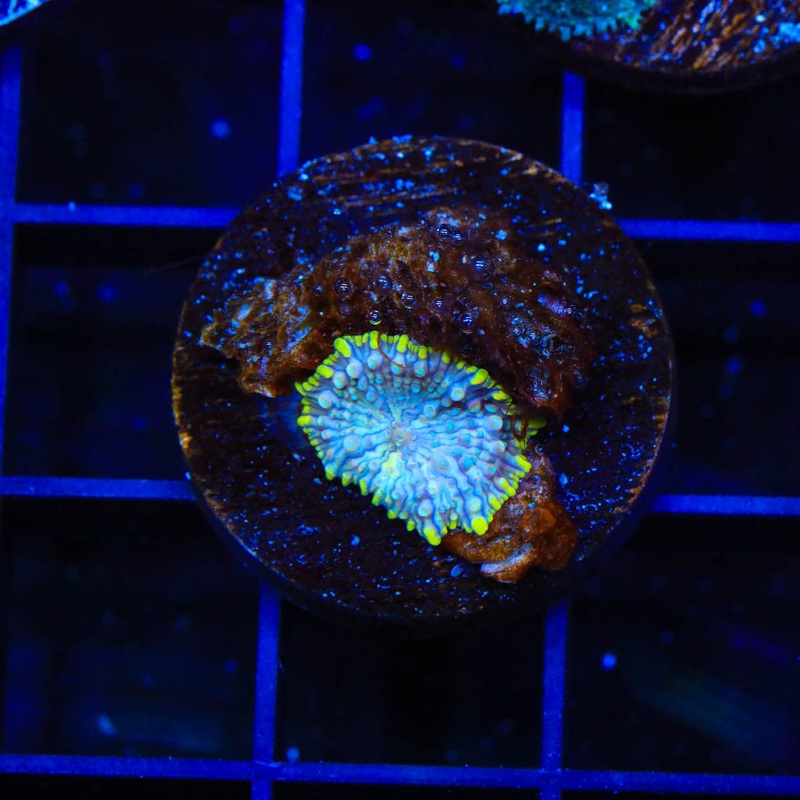 TSA Galactic Mushroom Coral