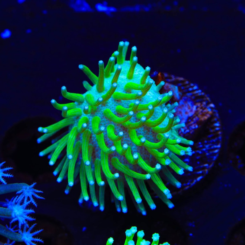 TSA Glowworm Toadstool Coral