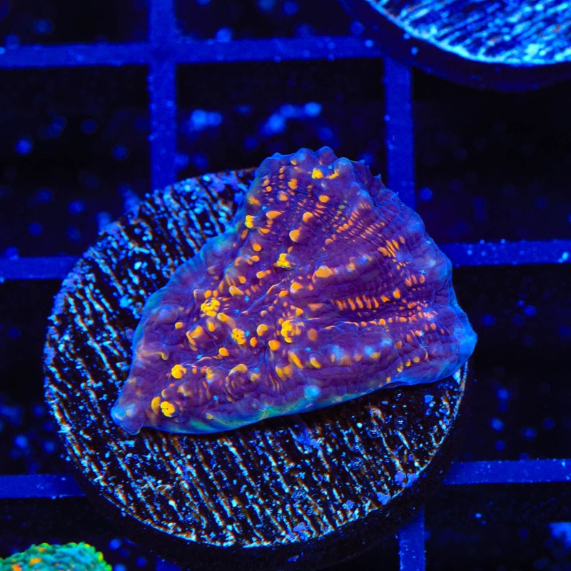 TSA Goldschlager Chalice Coral