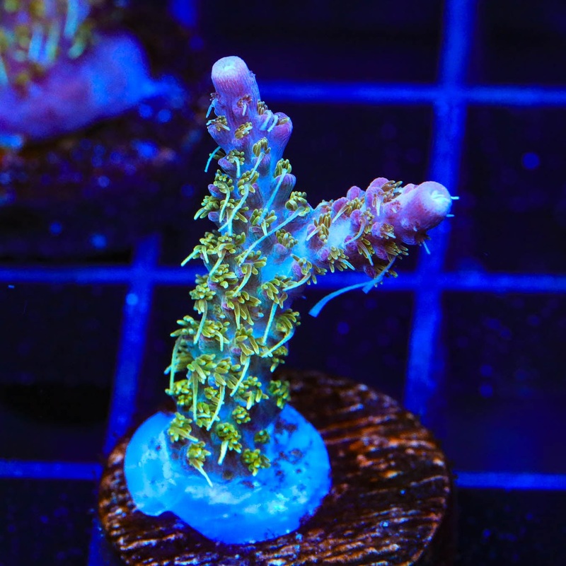 TSA Grape Ape Acropora Coral