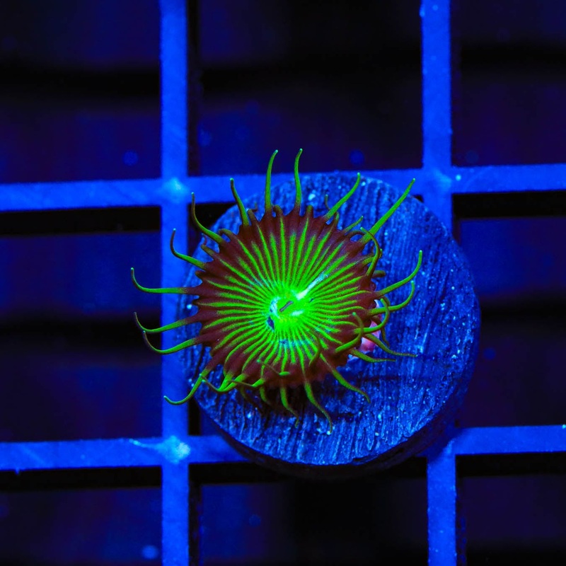 TSA Green Implosion Palythoa Coral