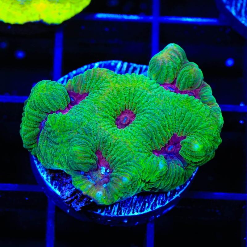 TSA Grinch Favia Coral