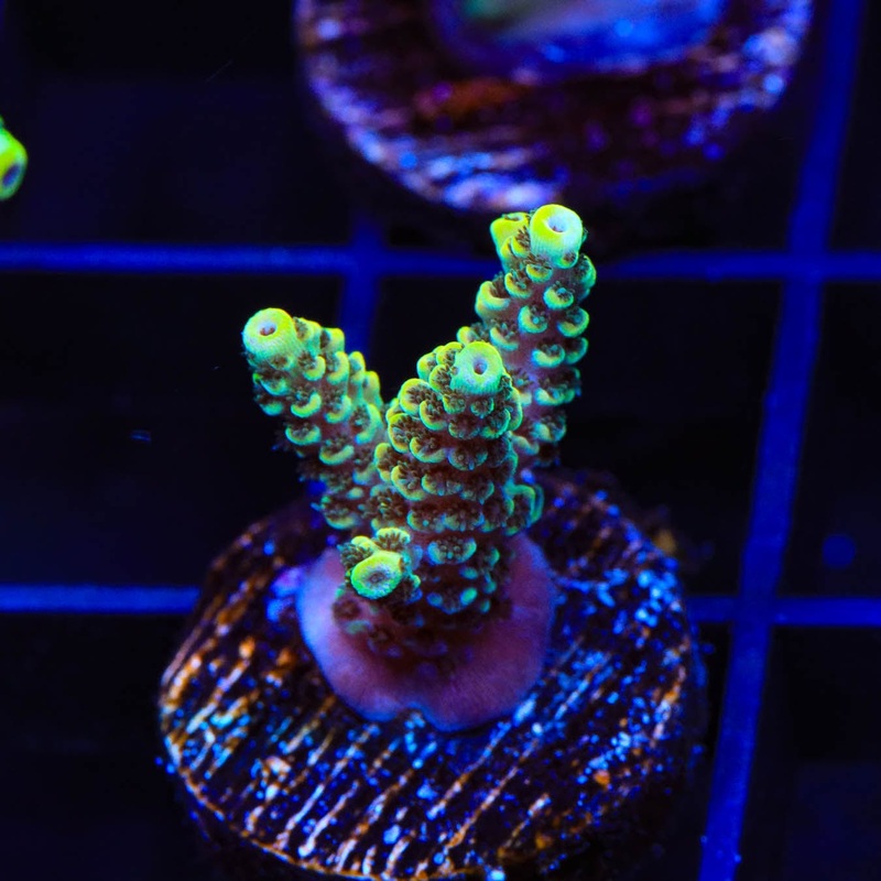 TSA Harold Ramis Acropora Coral