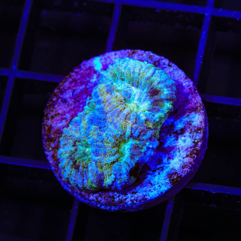 TSA Holographic Favia Coral