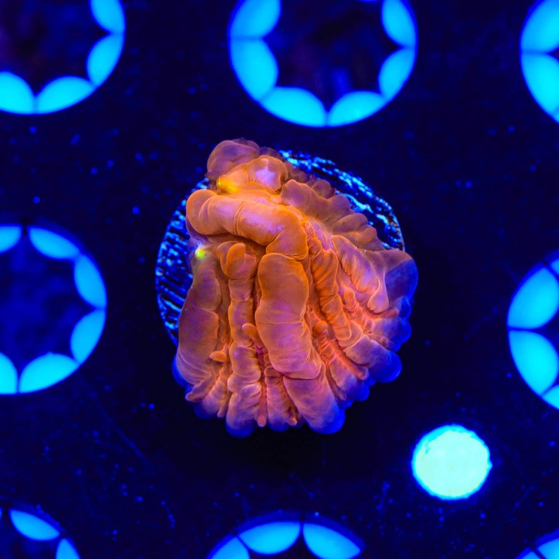 TSA Hot Pepper Plate Coral