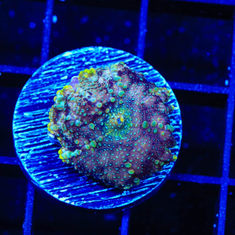 TSA Hyper Space Mushroom Coral
