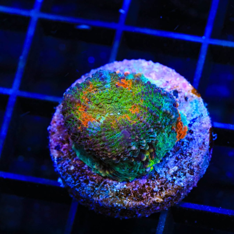 TSA I and S Echinata Coral