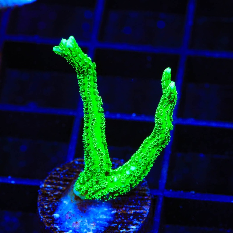 TSA Jade Dragon Birdsnest Coral