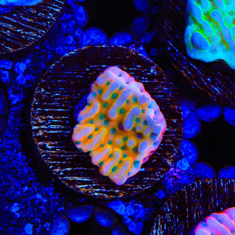 TSA Kaboom Montipora Coral