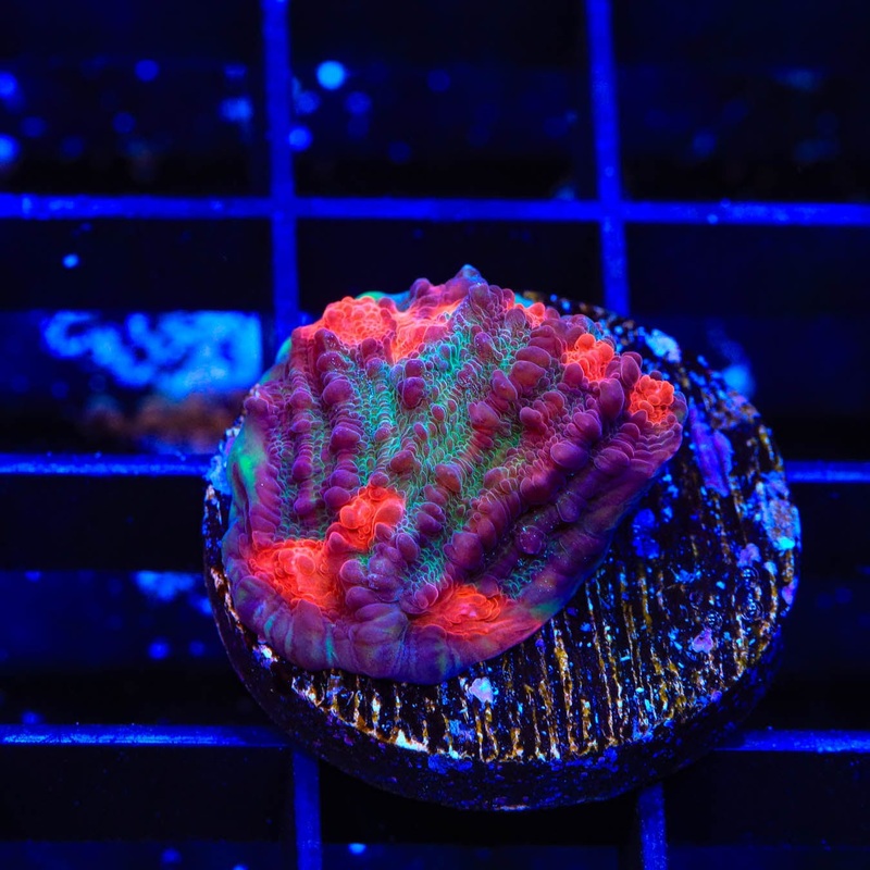 TSA Kamakazi Chalice Coral