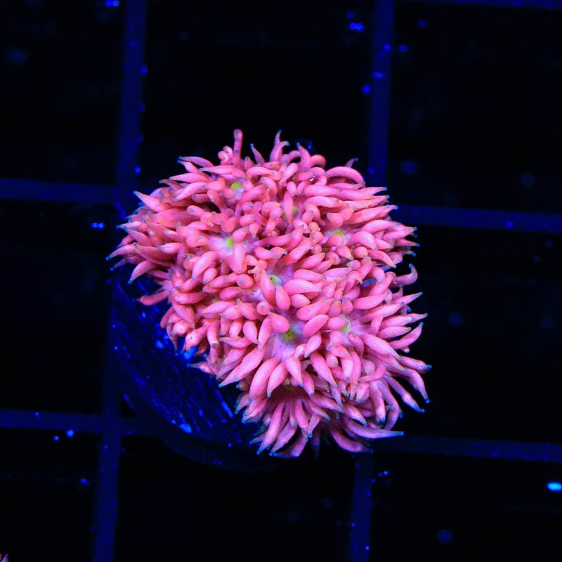 TSA Kiss of Death Goniopora Coral