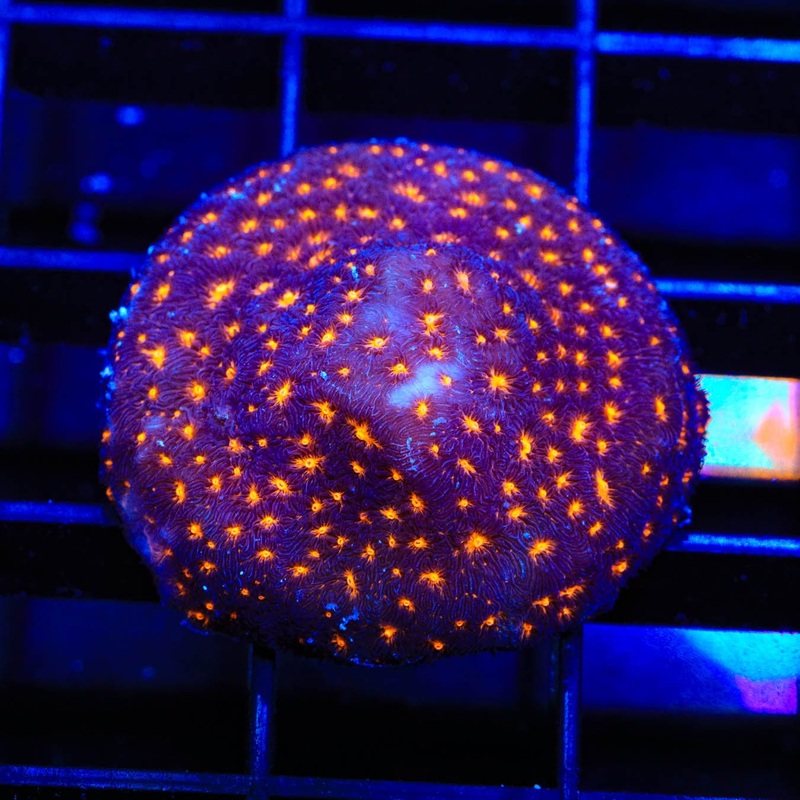 TSA Lava Field Leptoseris Coral