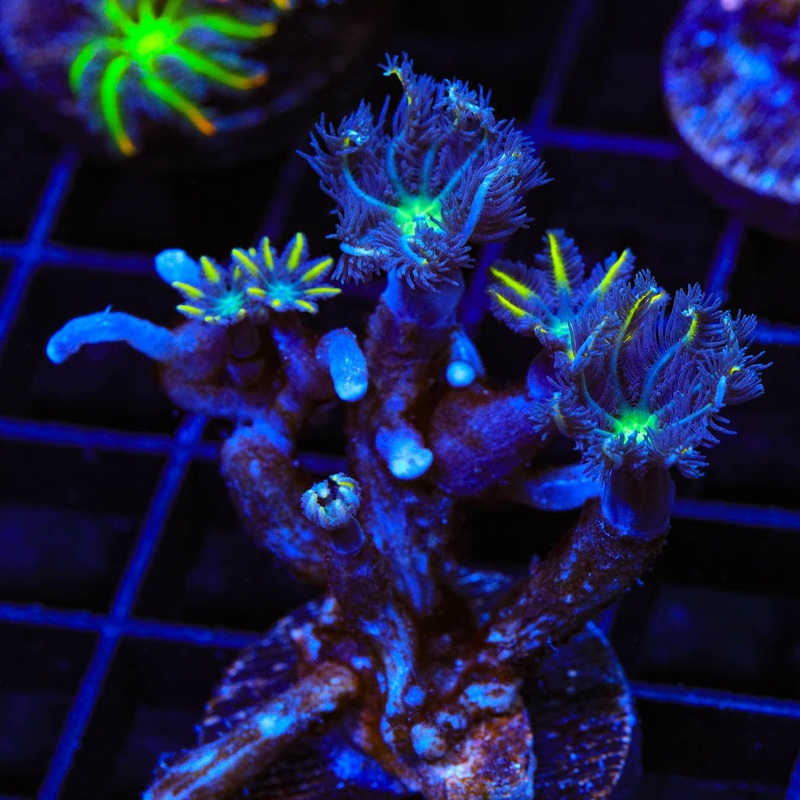 TSA Lemon Laser Clove Polyp Coral