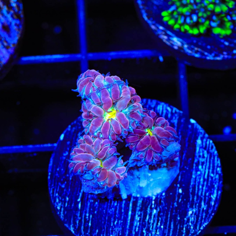 TSA Merlot Merletti Blastomussa Coral