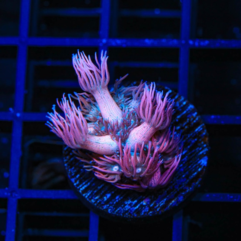 TSA My Little Pony Goniopora Coral