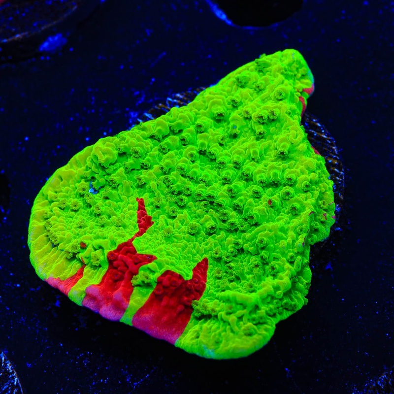 TSA Nuclear Fusion Montipora Cap Coral