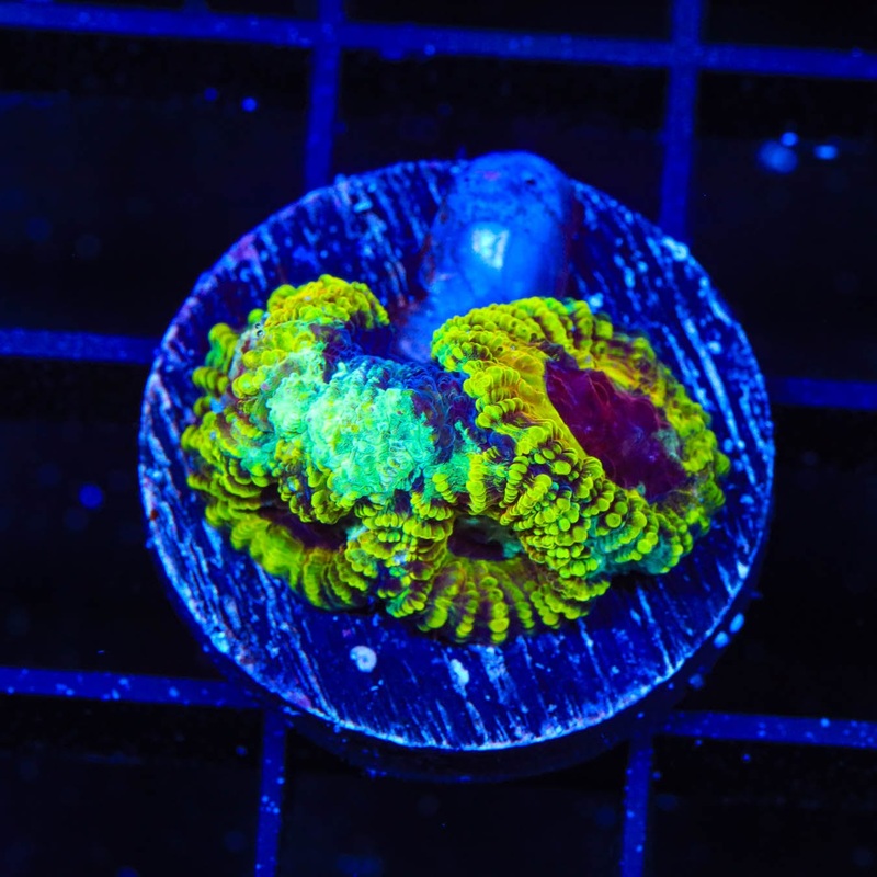 TSA Pikachu Favia Coral