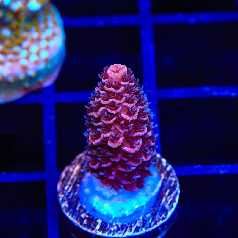 TSA Pink Panther Spathulata Acropora Coral